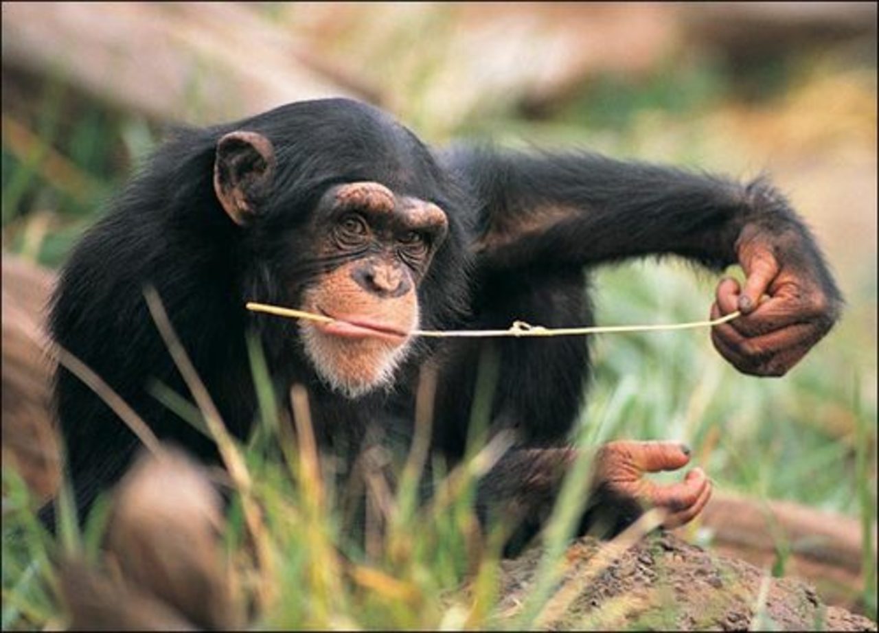 foto animal.discovery.com