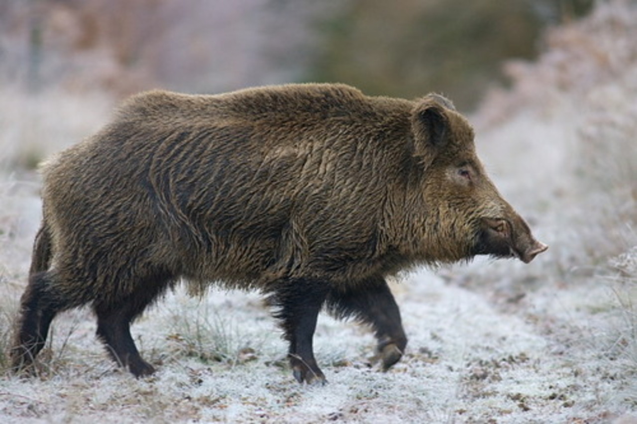 фото britishwildboar.org.uk