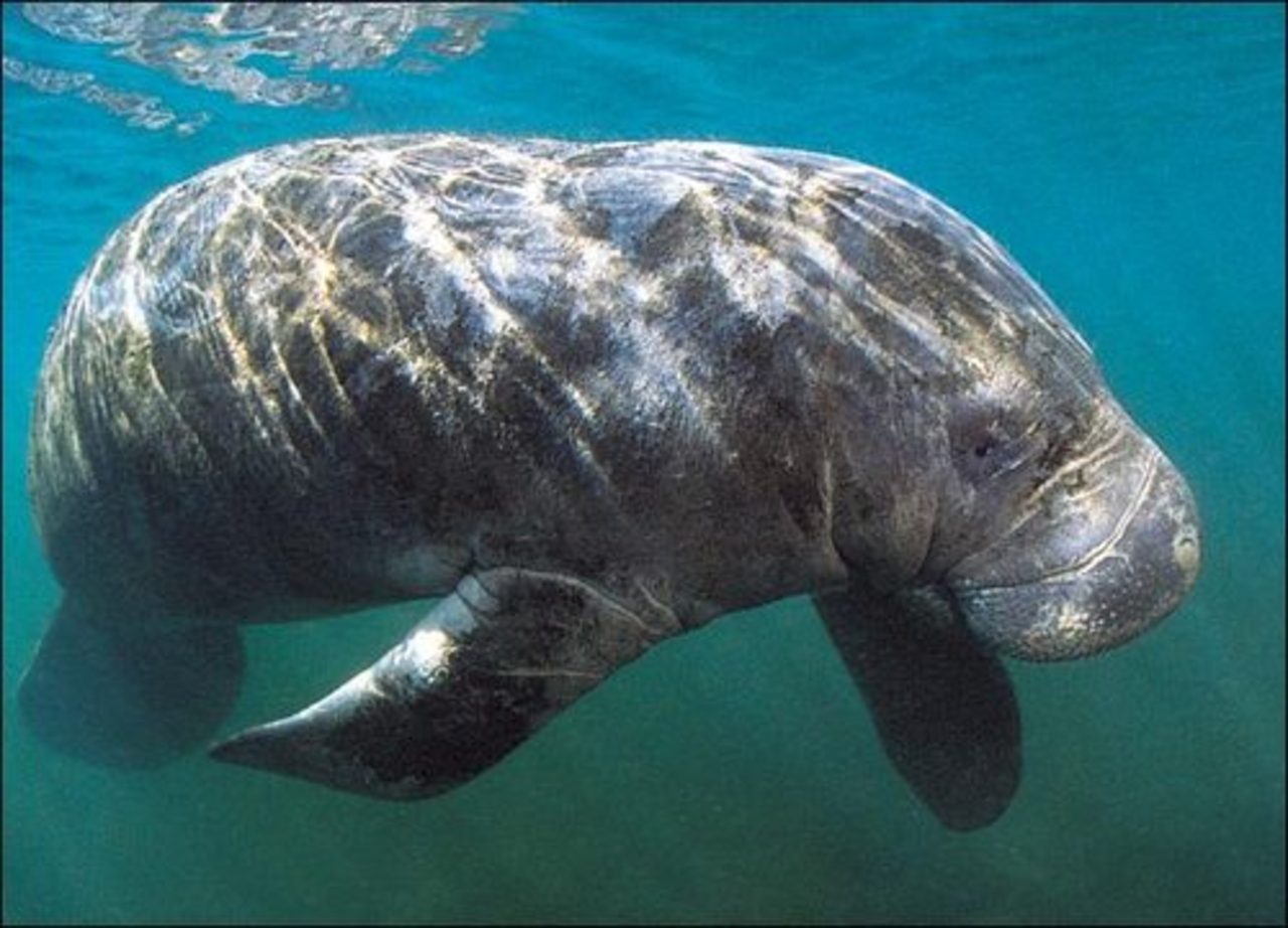 фото animal.discovery.com