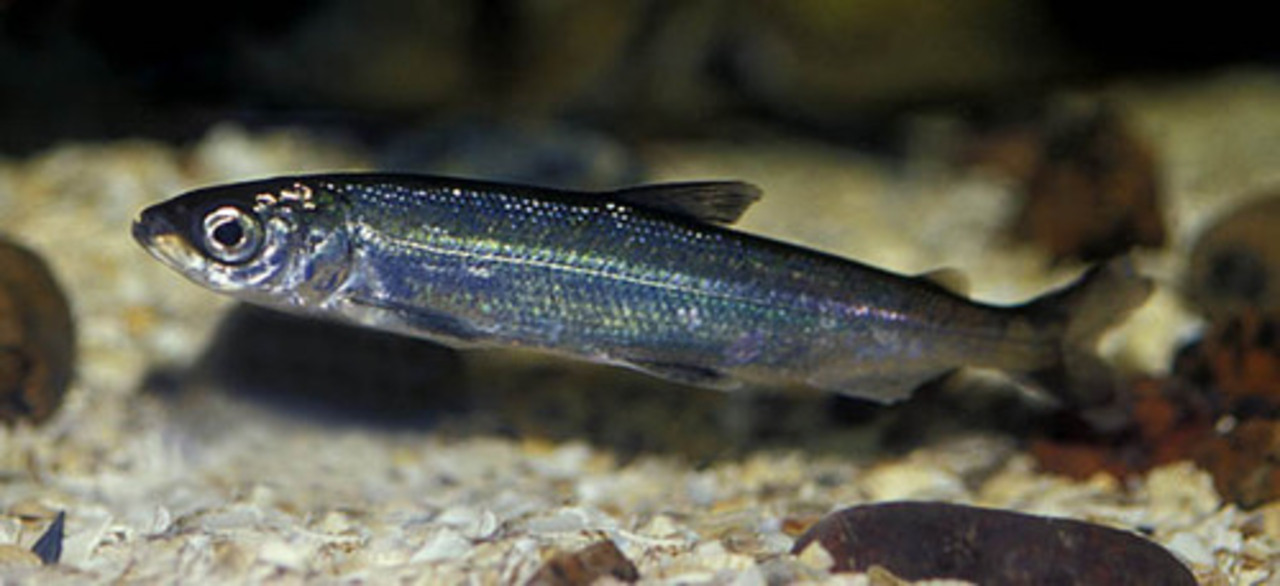 фото aquaristclub.org