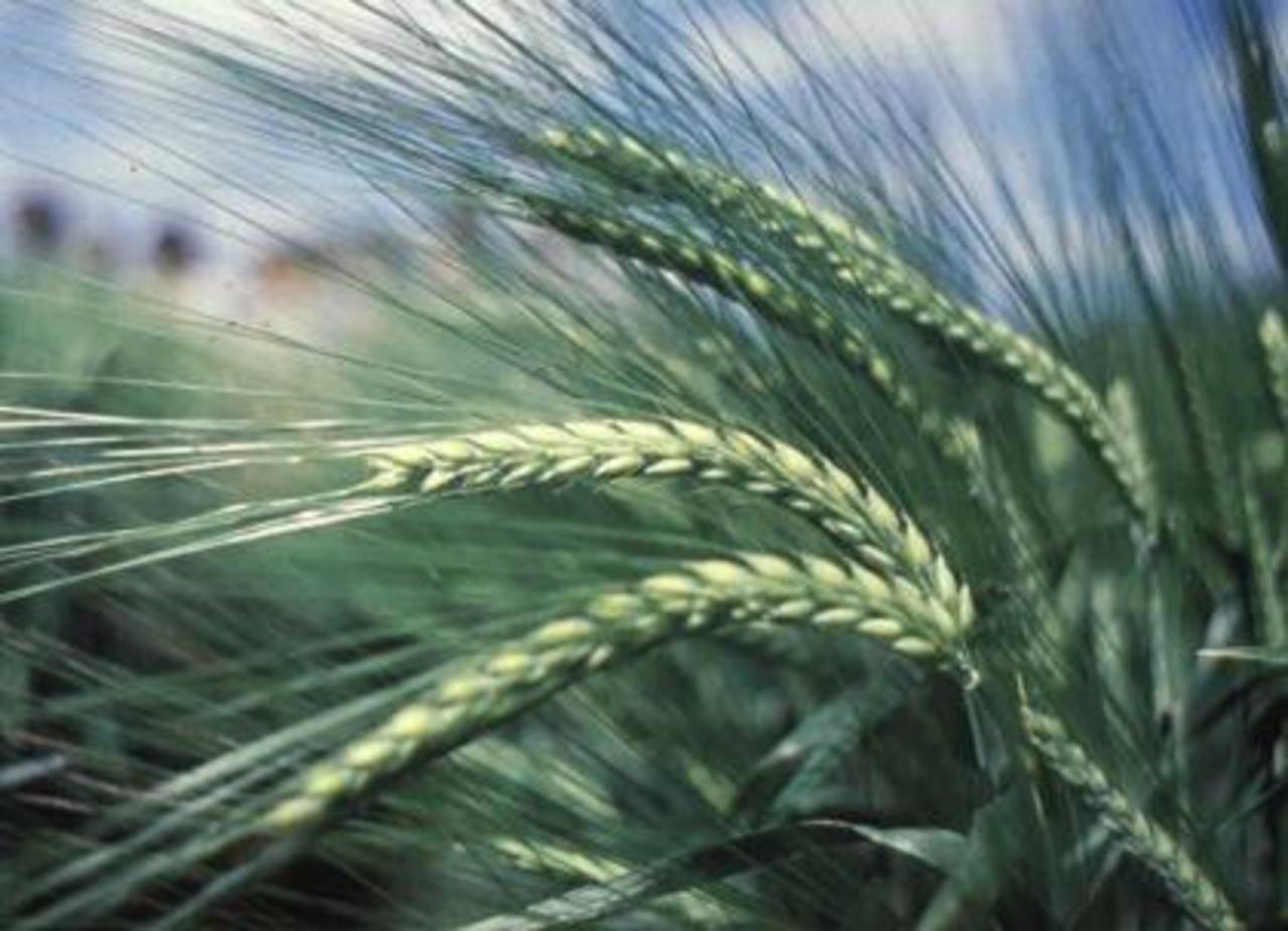 фото fermeragro.com