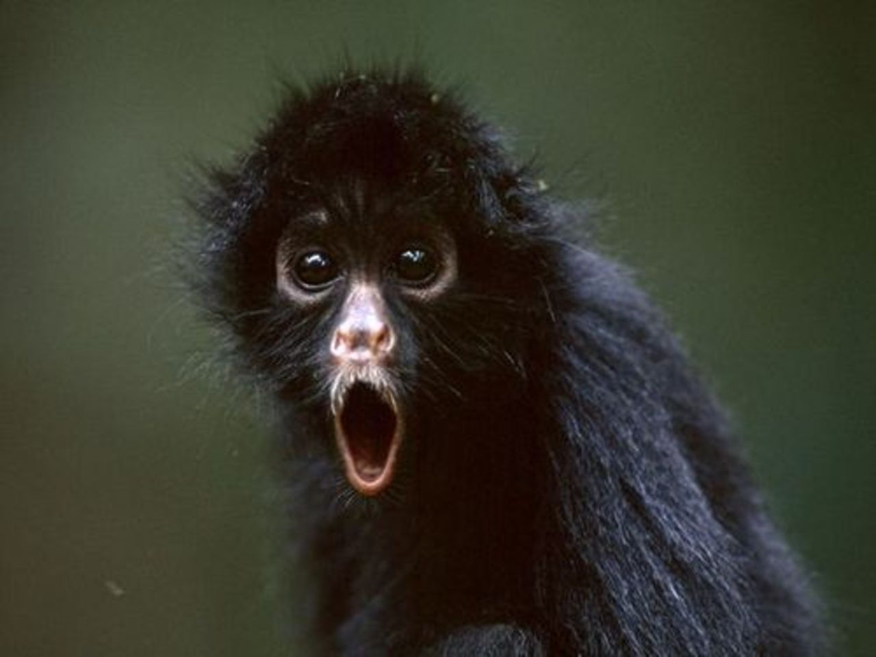 фото animals.nationalgeographic.com
