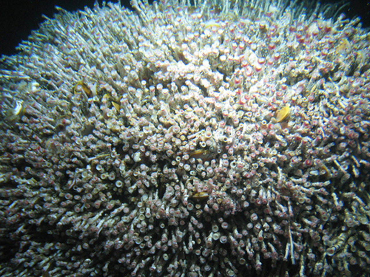 фото sio.ucsd.edu