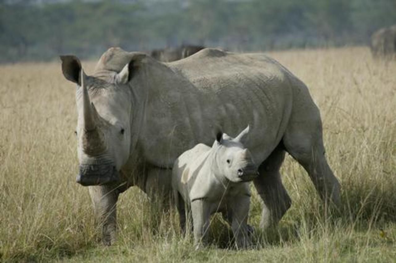 foto rhinofund.org.nz