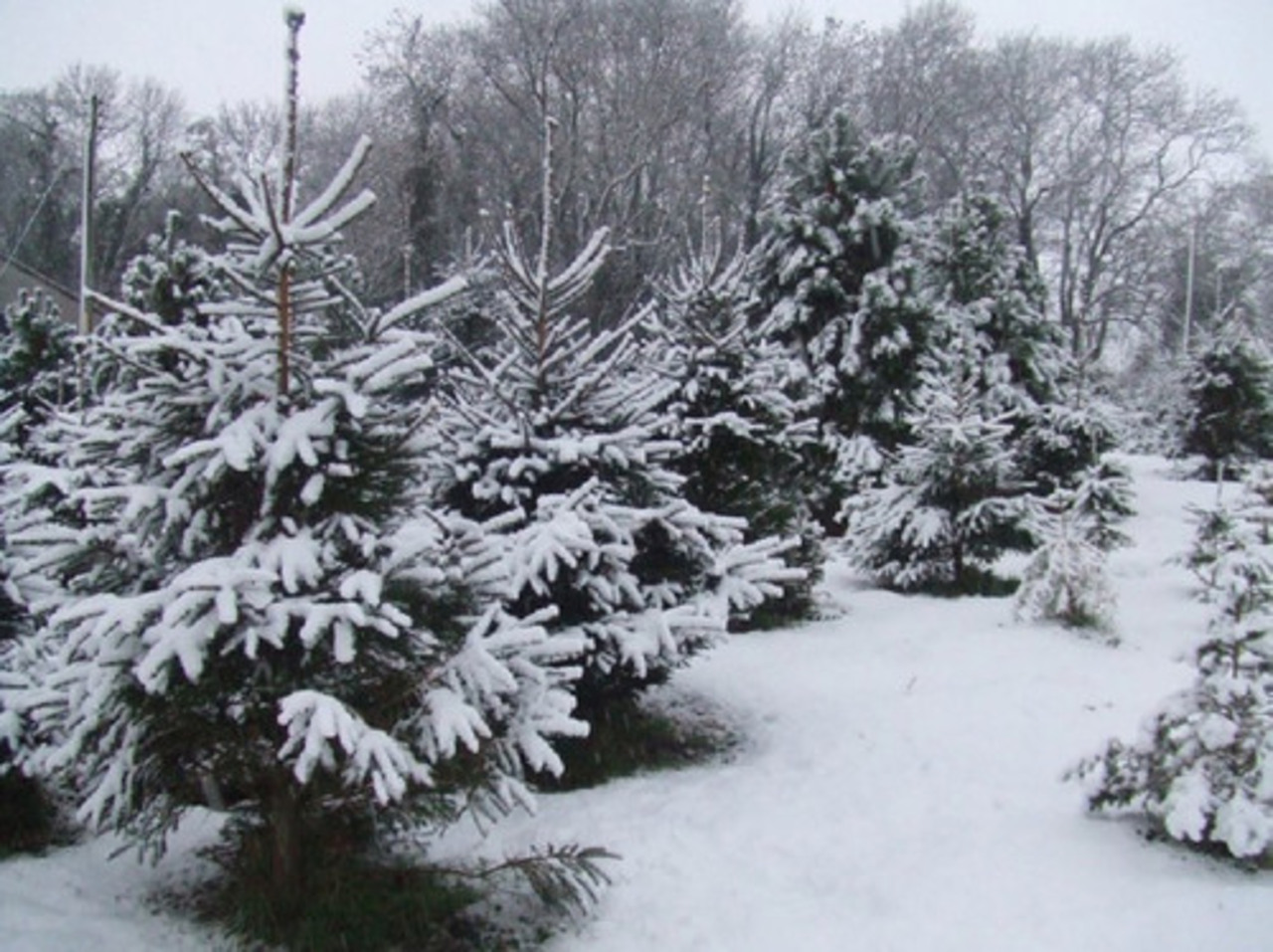 foto padgetchristmastrees.co.uk