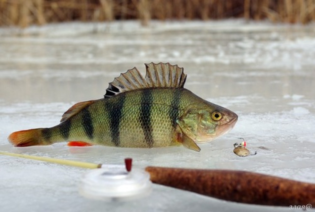 фото: fishing-rzn.ru