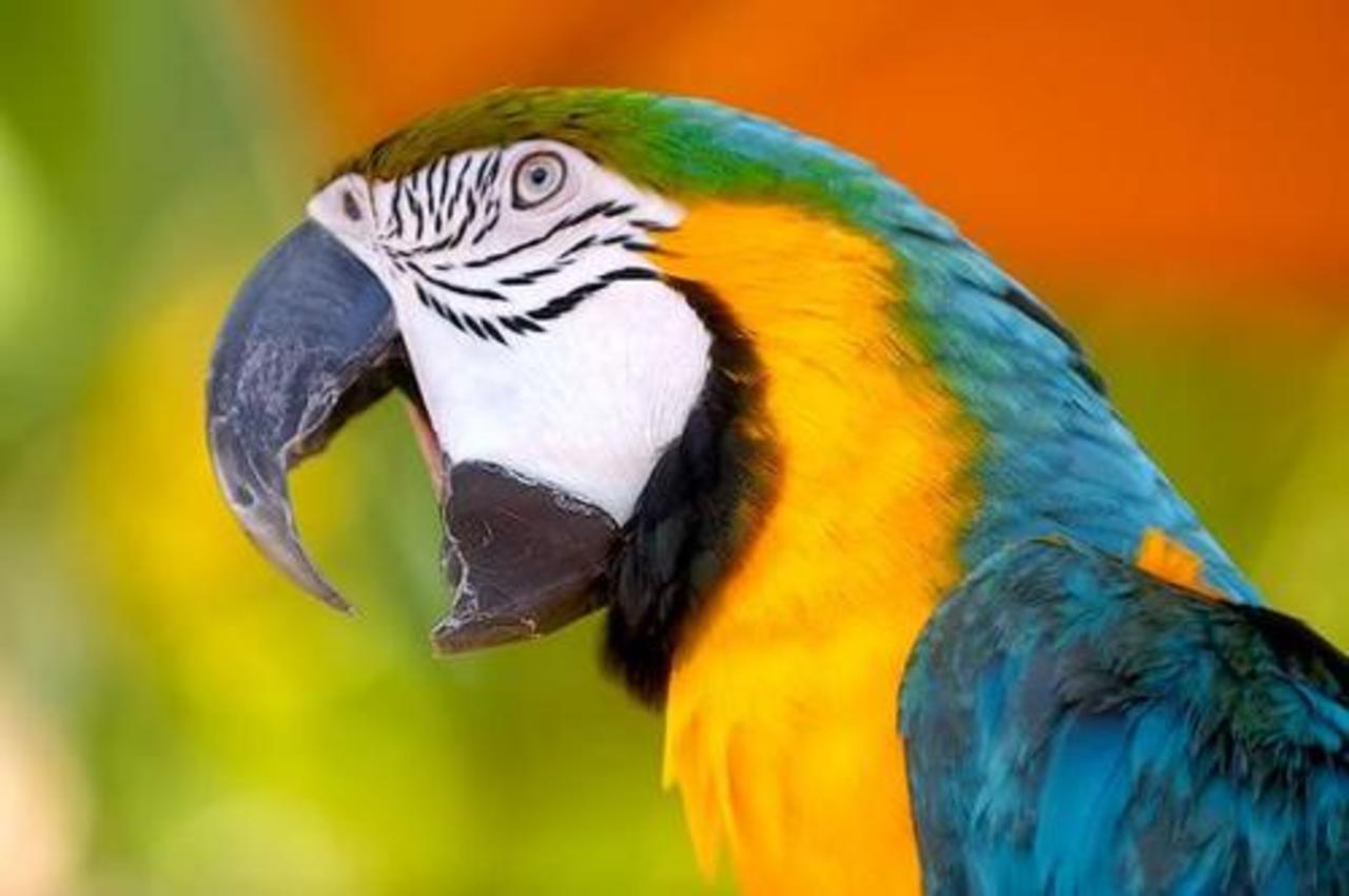 фото: animal.ru