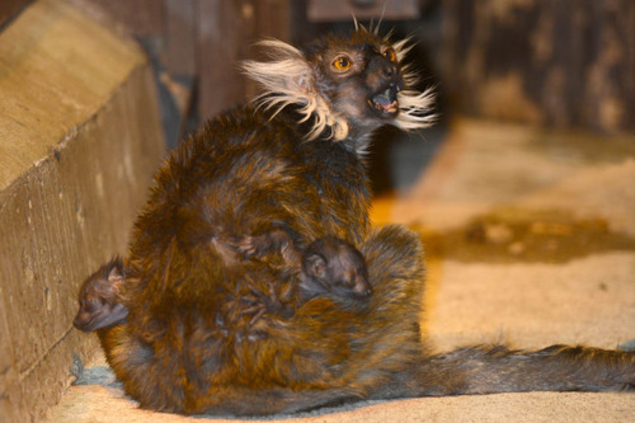 foto: Rīgas Zooloģiskais dārzs