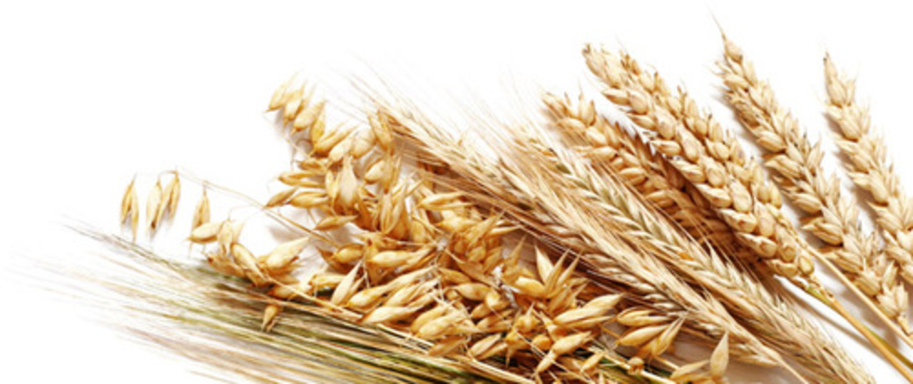 foto: st-agro.ru