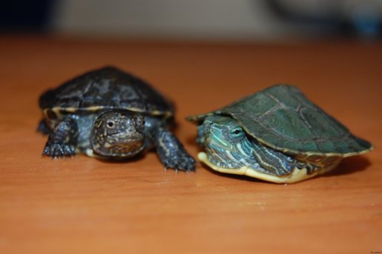фото: myturtles.info
