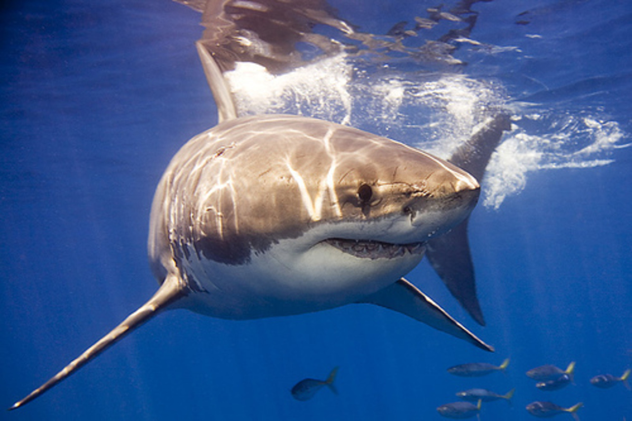 фото: theredsea.ru