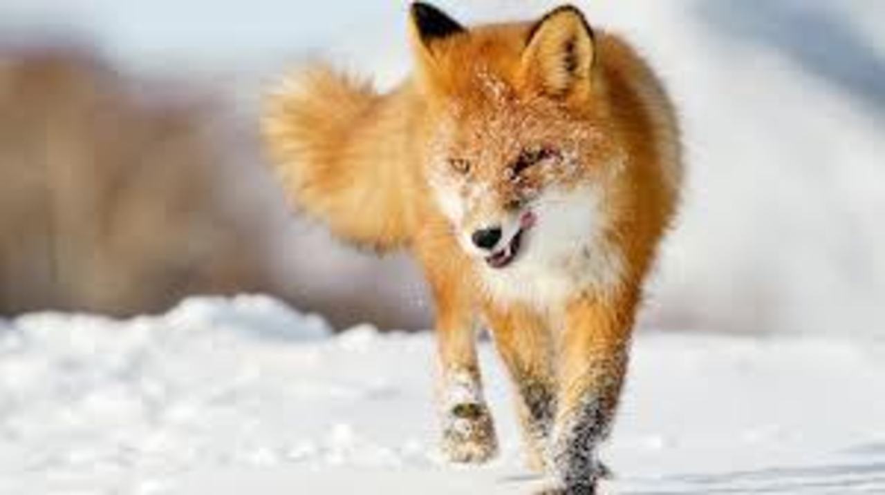 foto: nastol.com.ua