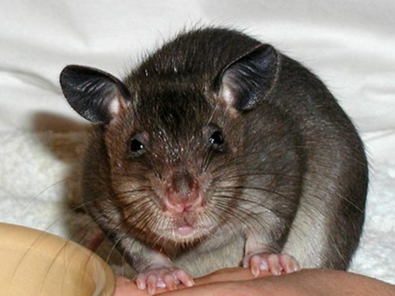 фото: ratclub.spb.ru