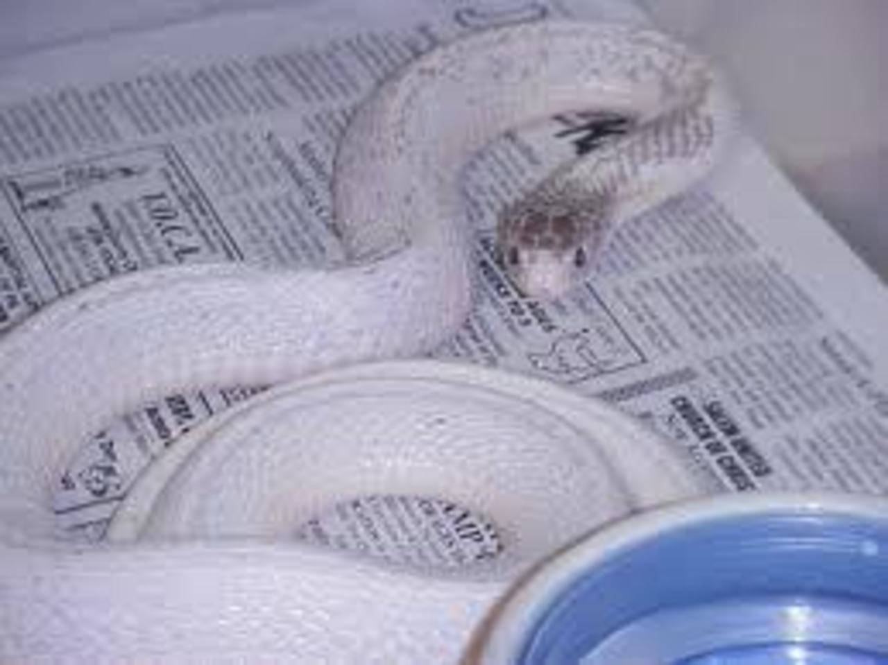 фото: myreptile.ru