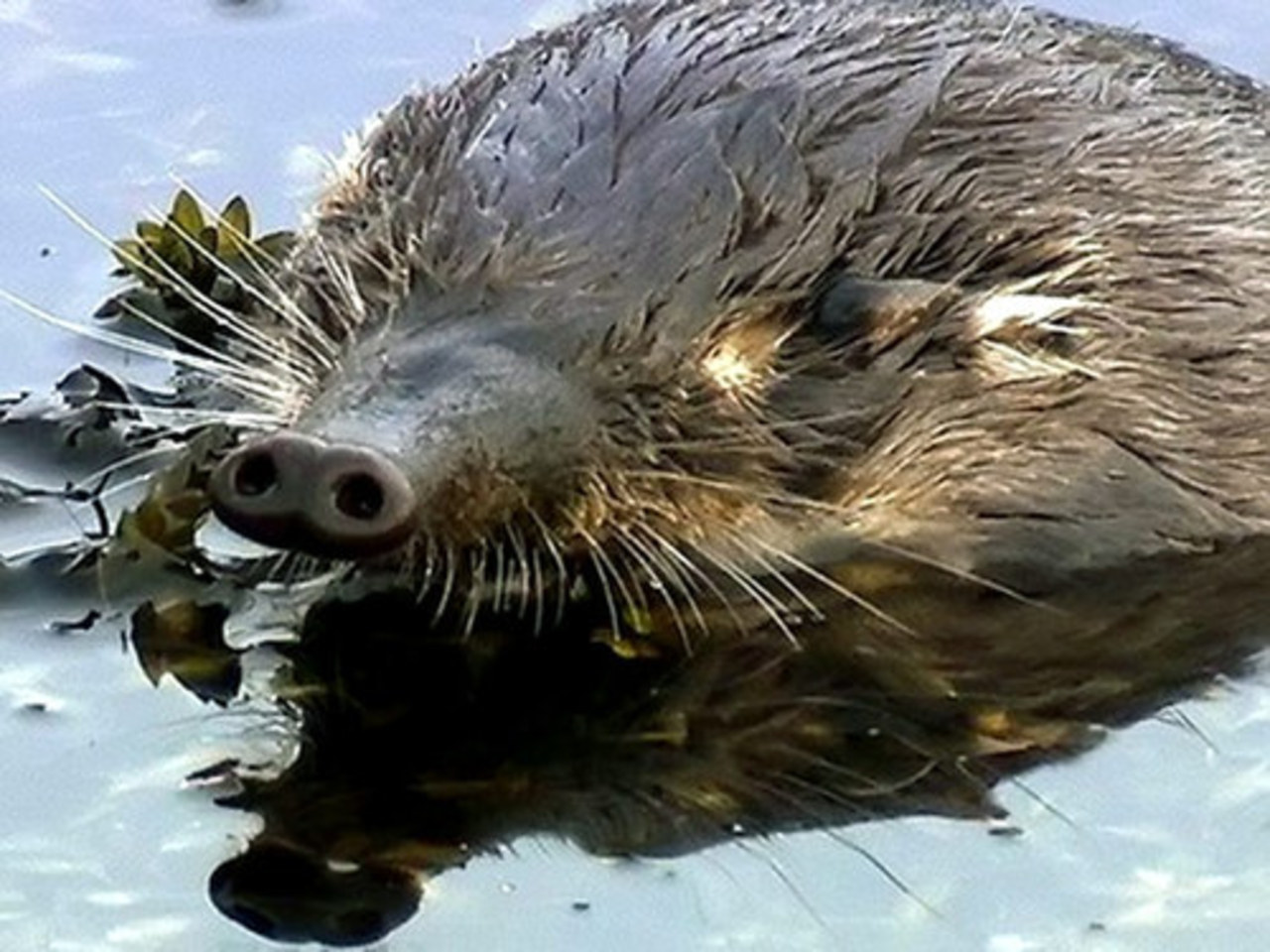 фото: ianimal.ru