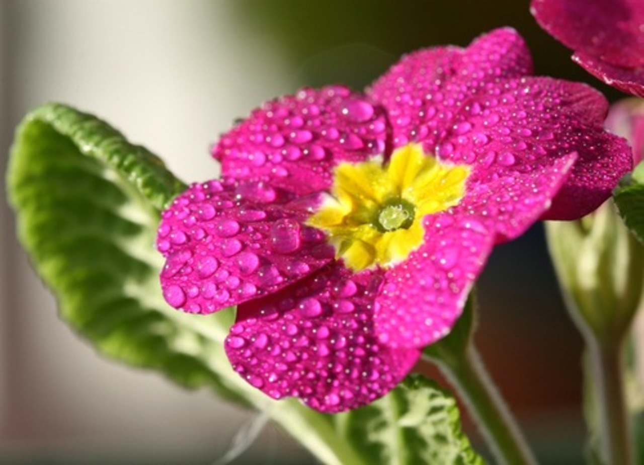 фото: flowers.cveti-sadi.ru