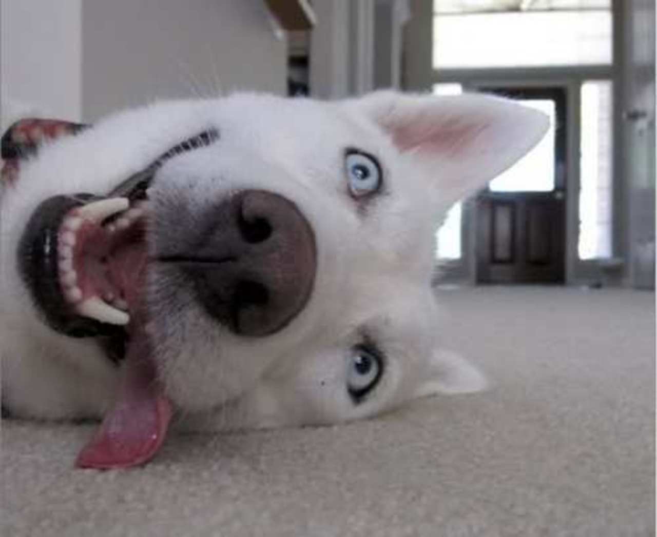 фото: gamesvillage.it