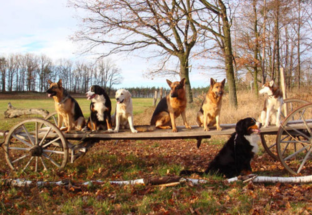 foto: dogs.lv