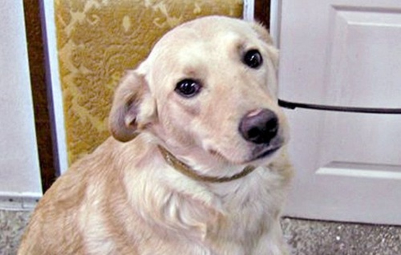 foto: goodnewsanimal.ru