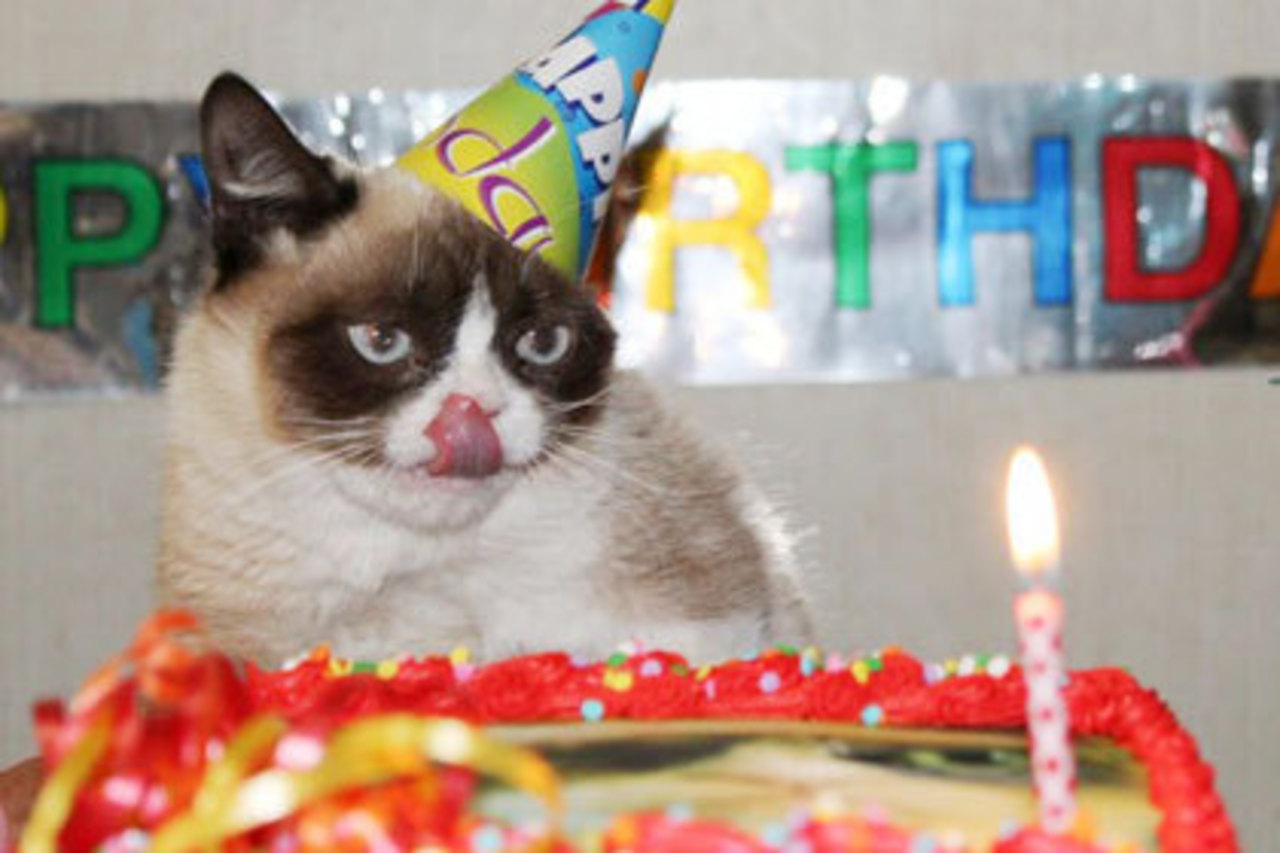 фото: grumpycats.com