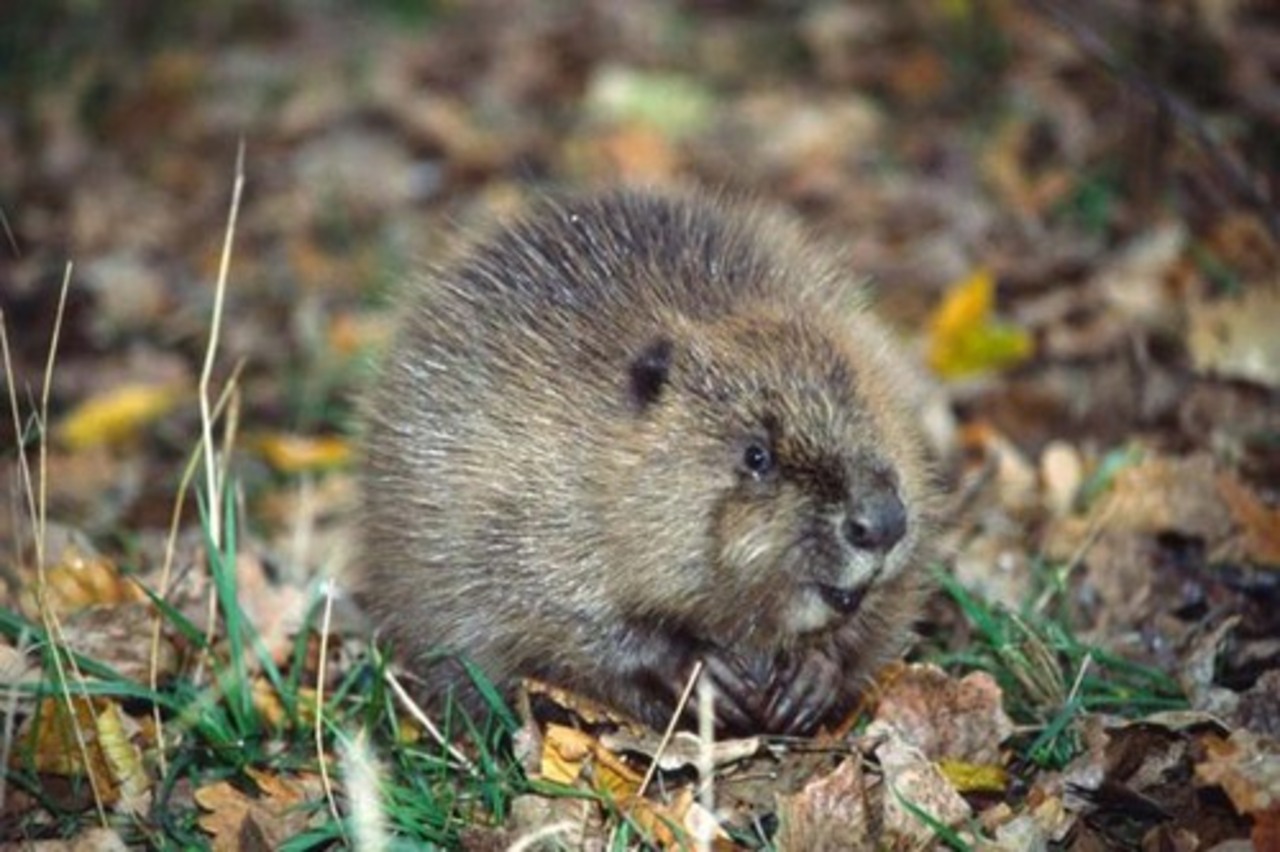 фото: blackseanews.net