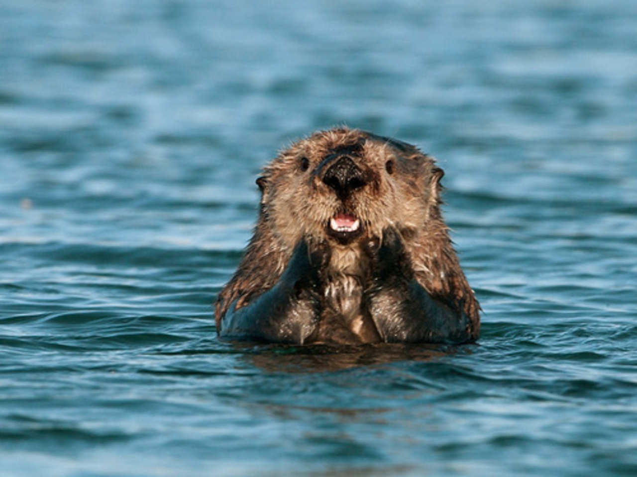 foto: wallon.ru