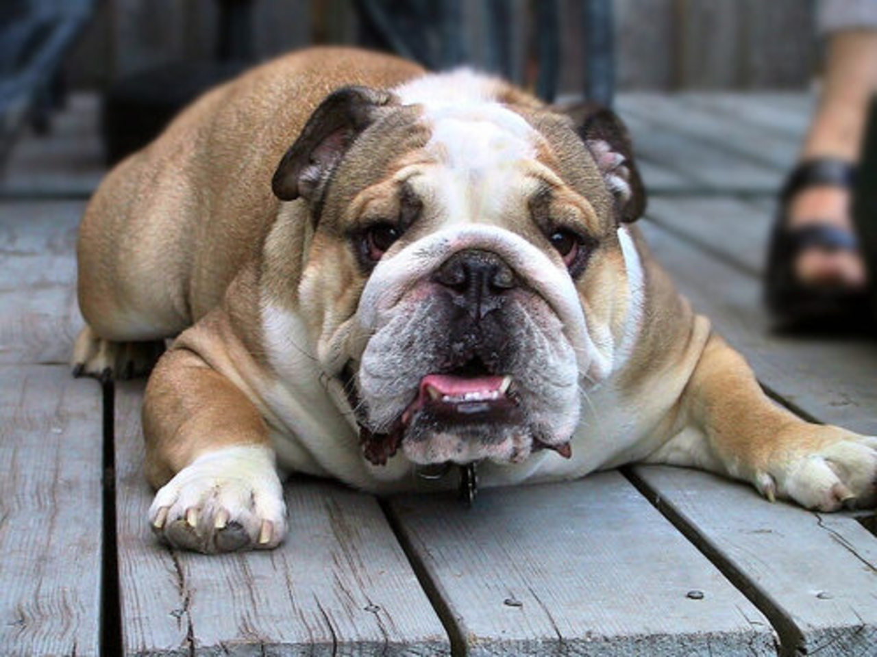 фото: dog-my.ru