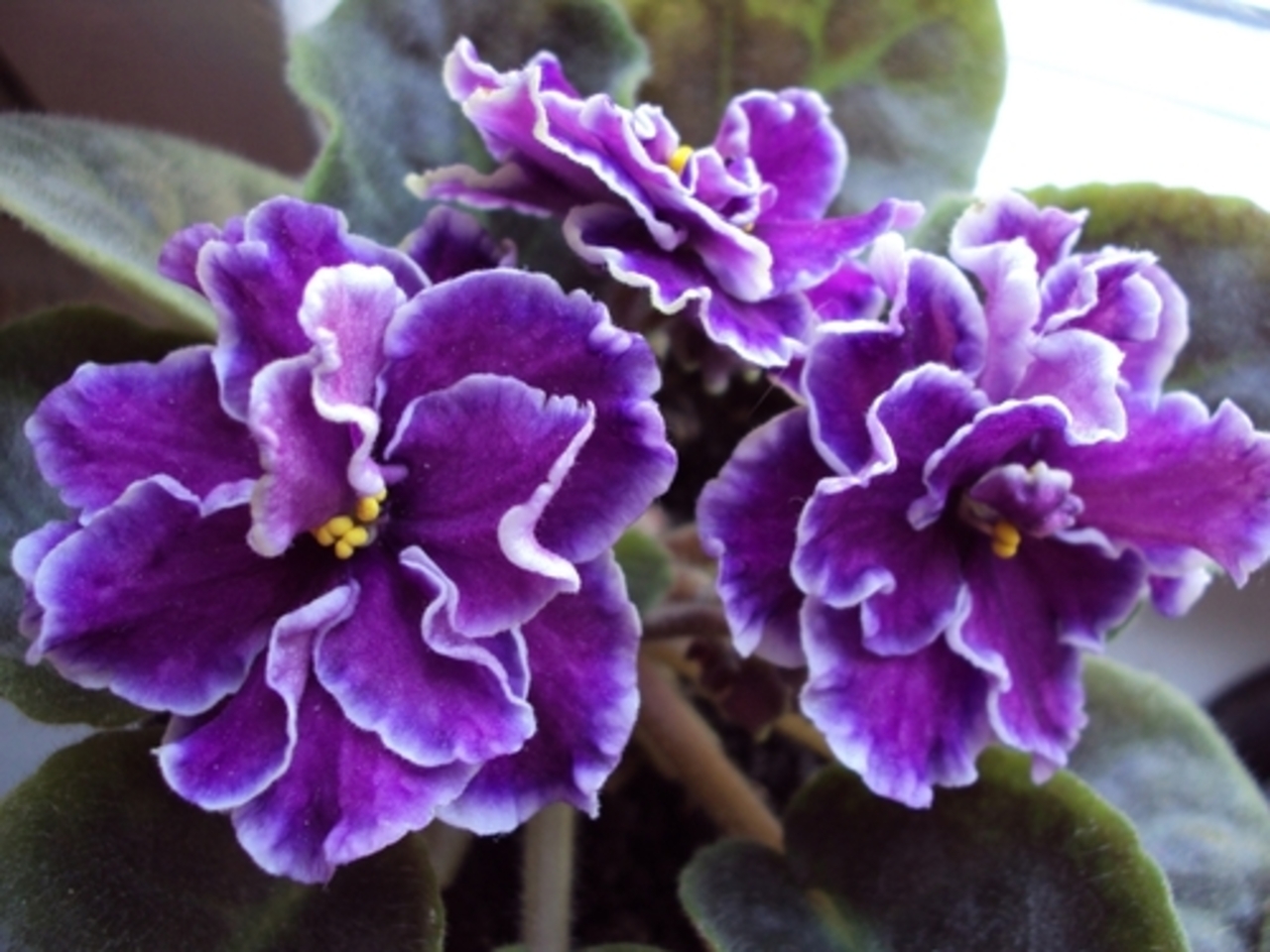 фото: flowers-in-home.ru