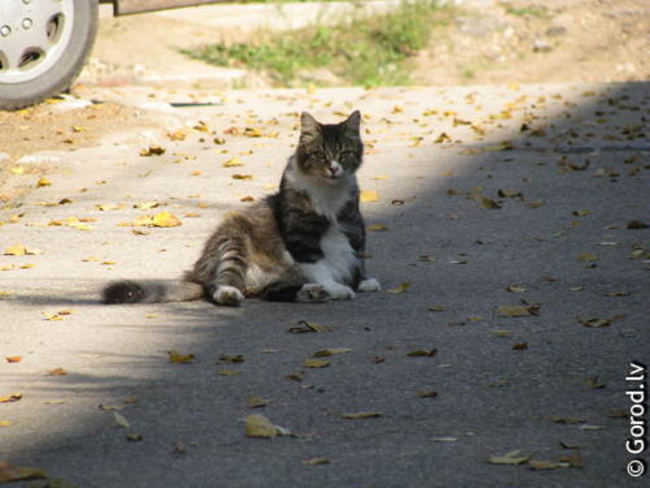 foto: lat.gorod.lv