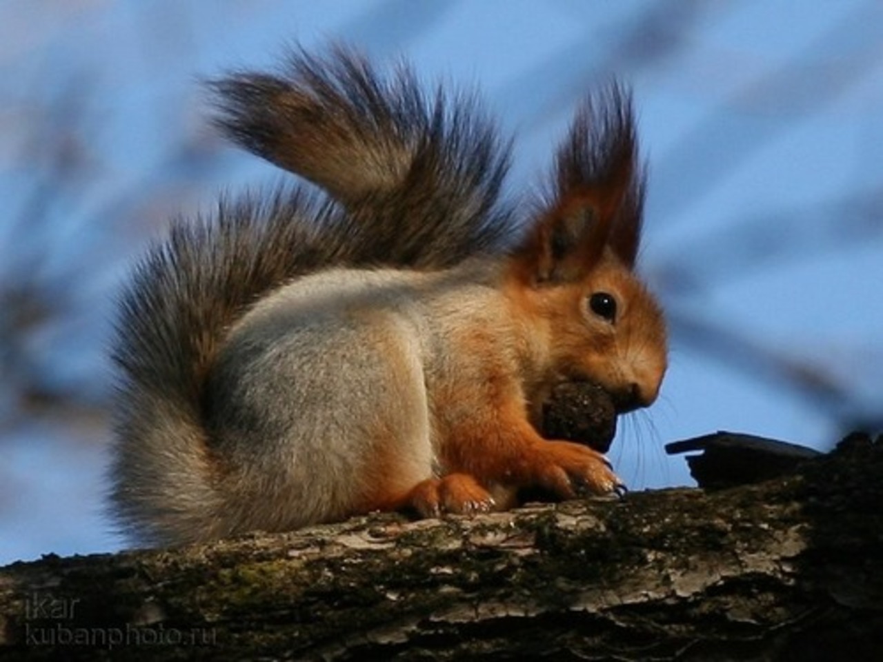 фото: nnm.ru