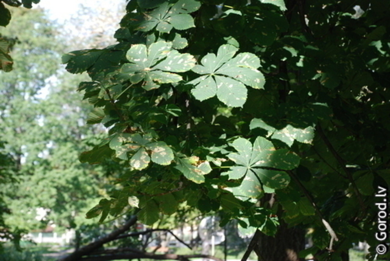 foto: lat.gorod.lv