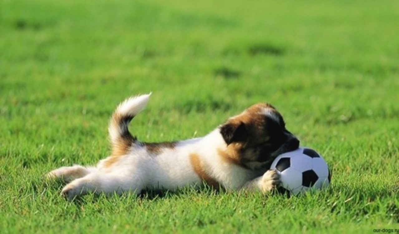 foto: our-dogs.ru