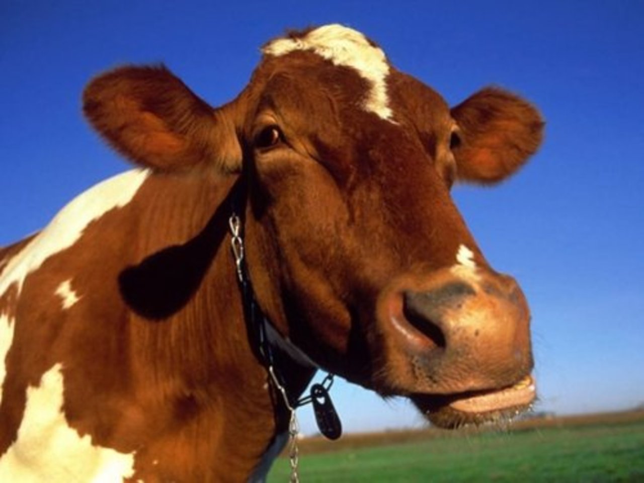 фото: specagro.ru