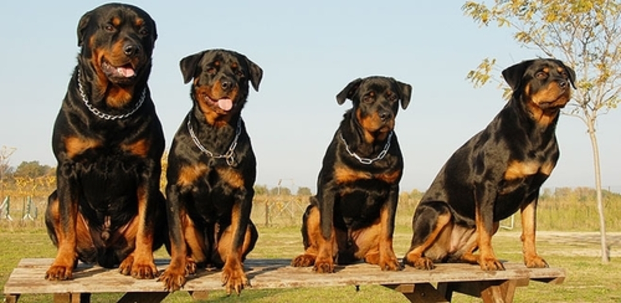 foto: selxozinfo.com.ua