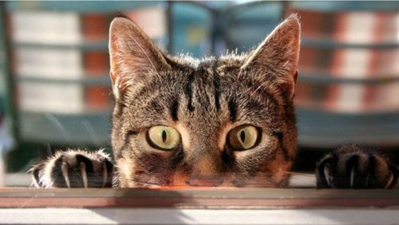 фото: cat-life.ru
