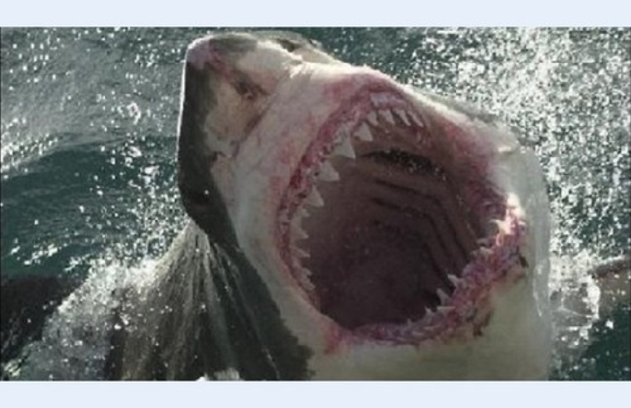foto: theguardian.com
