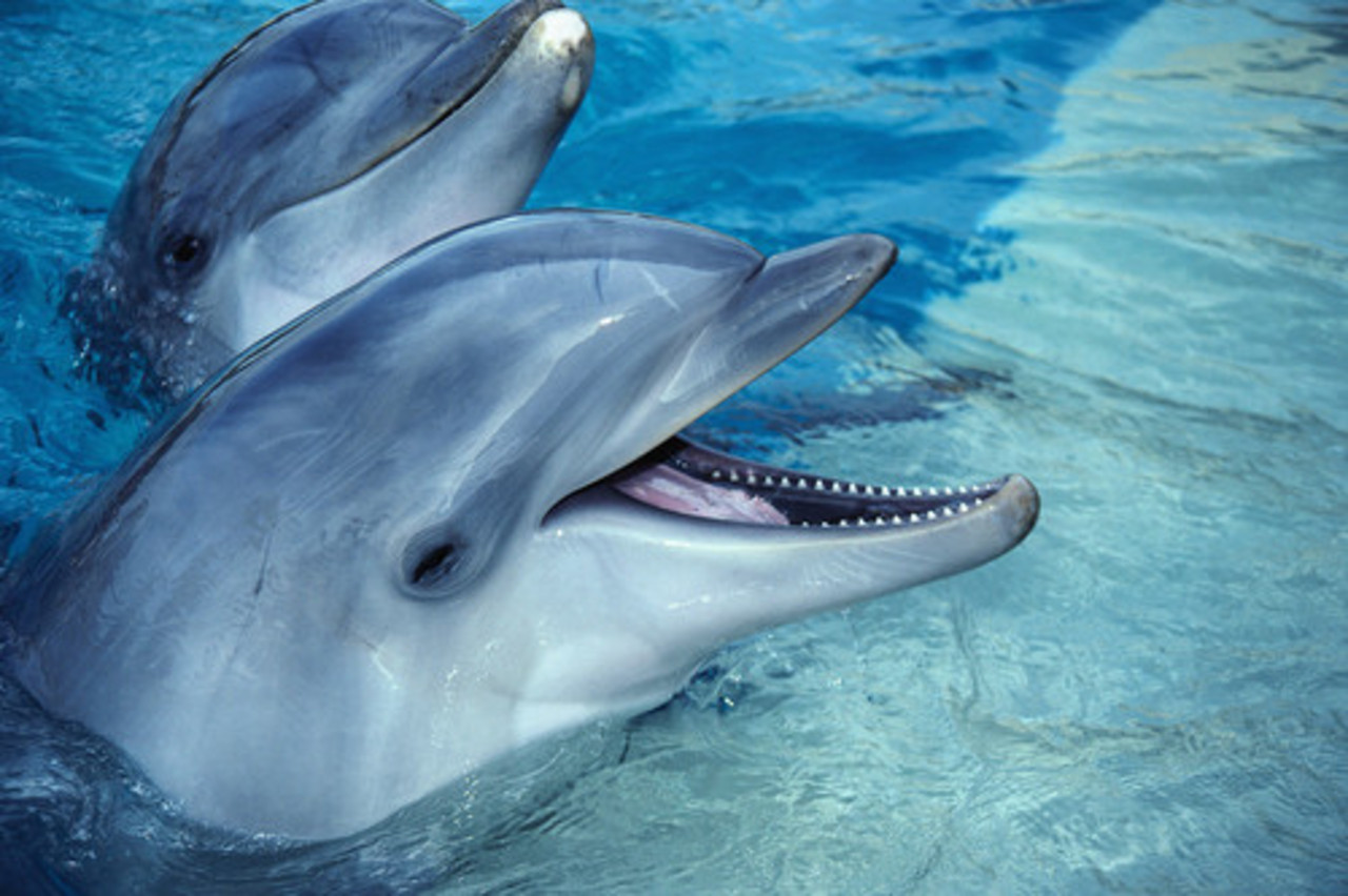 фото: usiter.com