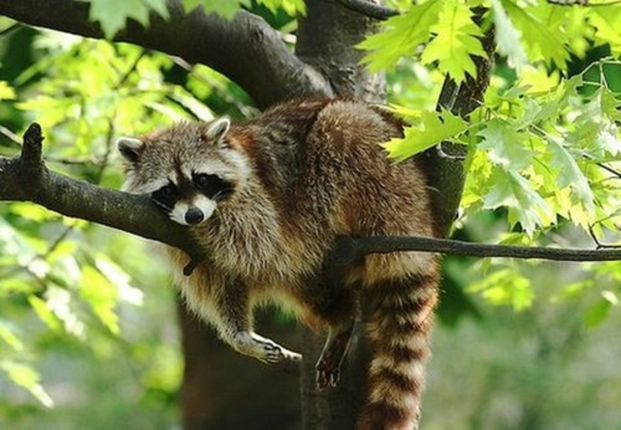фото: vfl.ru
