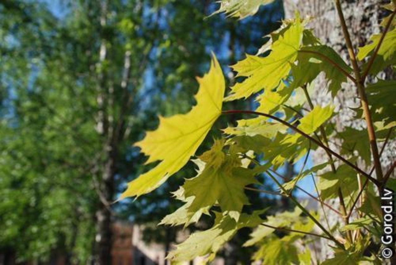 foto: lat.gorod.lv