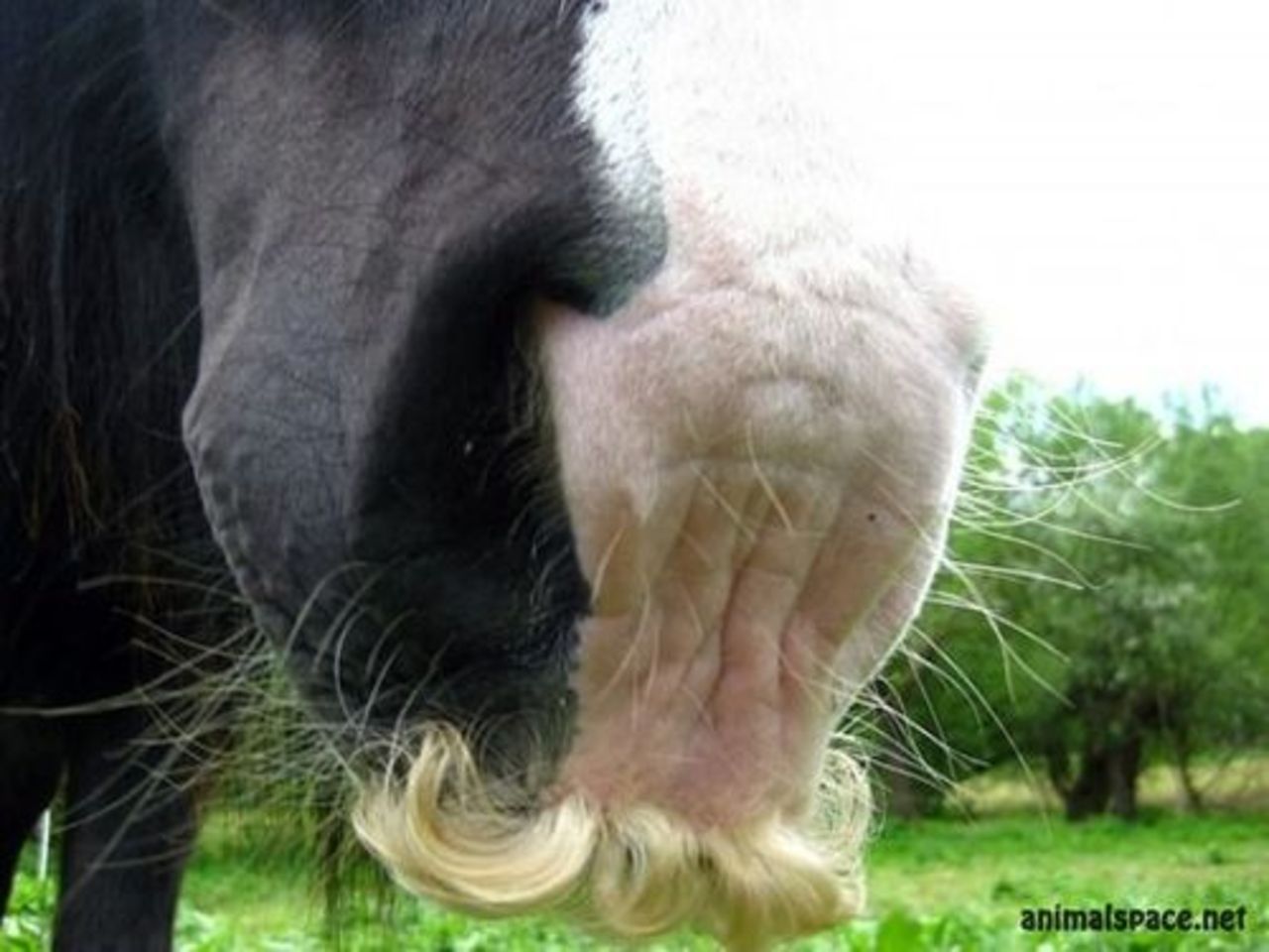 фото: animalspace.net