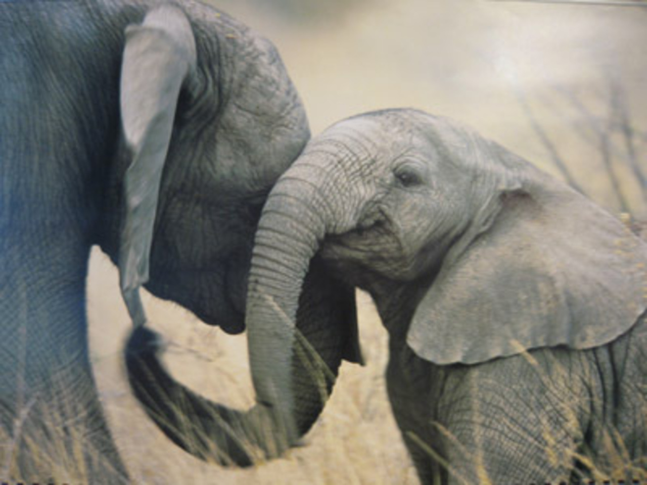 фото: goodnewsanimal.ru