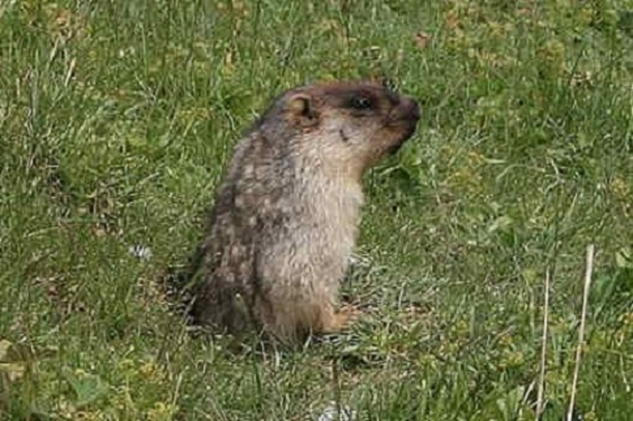фото: Jeffdelonge / Wikipedia