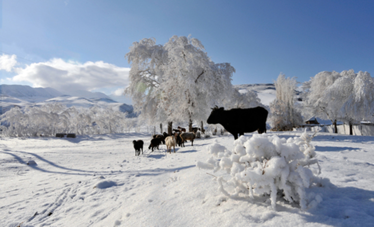 фото: agroxxi.ru