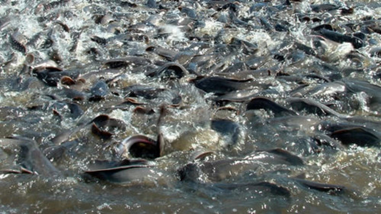 foto: eiropasnaudasavize.lv