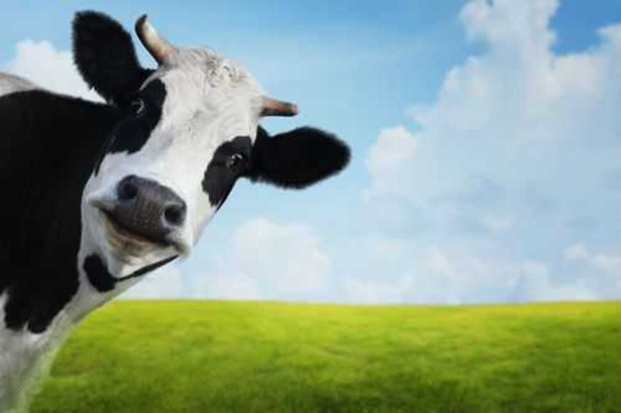 фото: modernfarmer.com