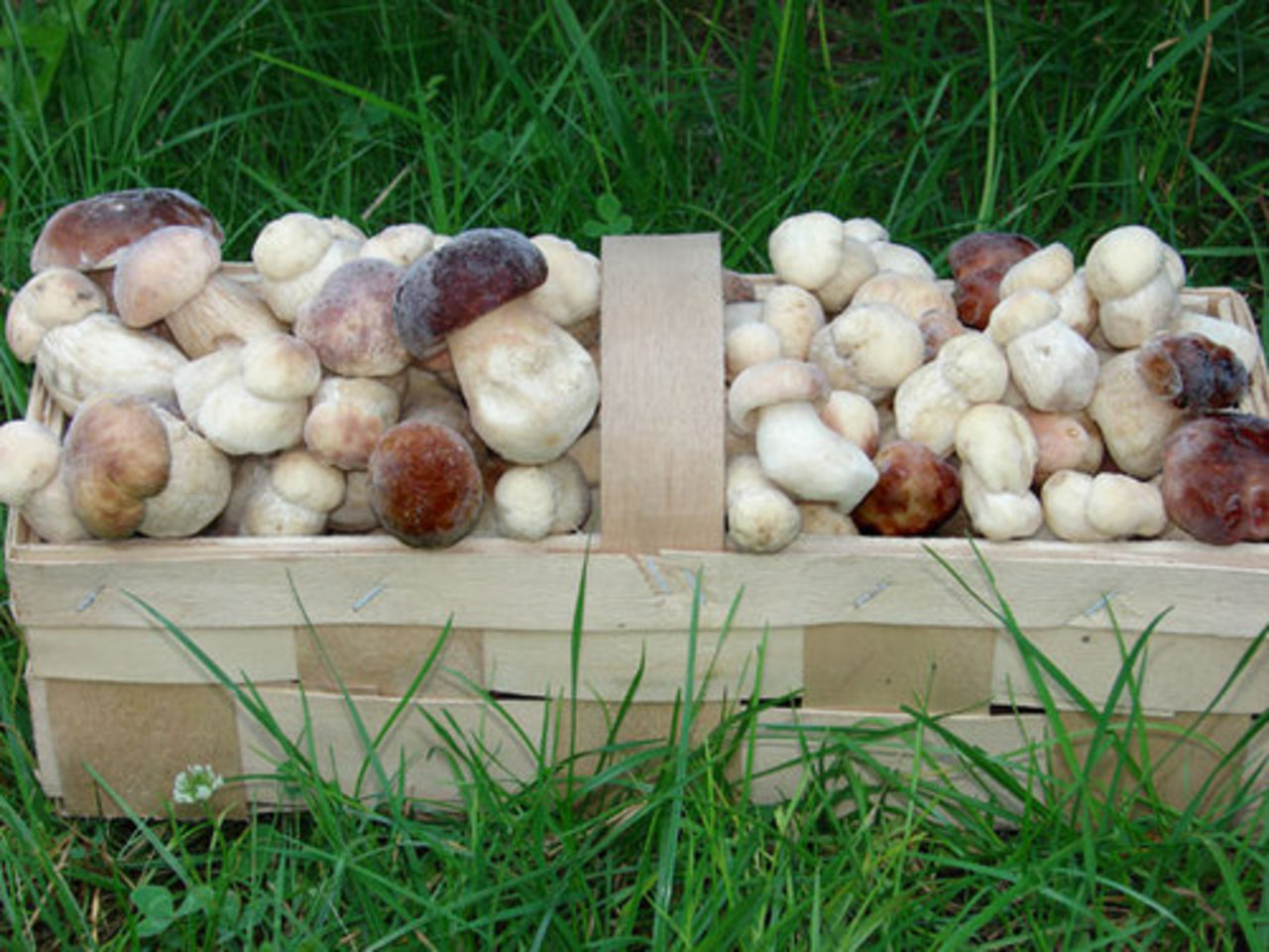 фото: agronews.ua