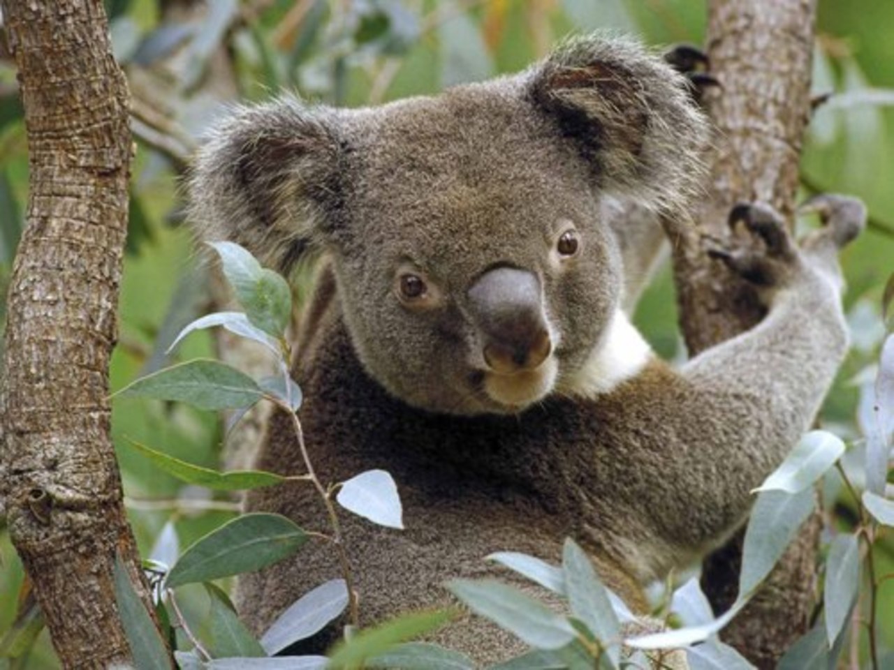 foto: koalas.org