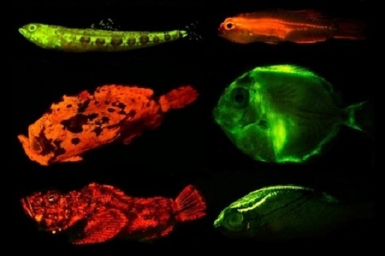 Флюоресценция рыб в голубом свете, фото: John S. Sparks et al., PLOS ONE, 2014