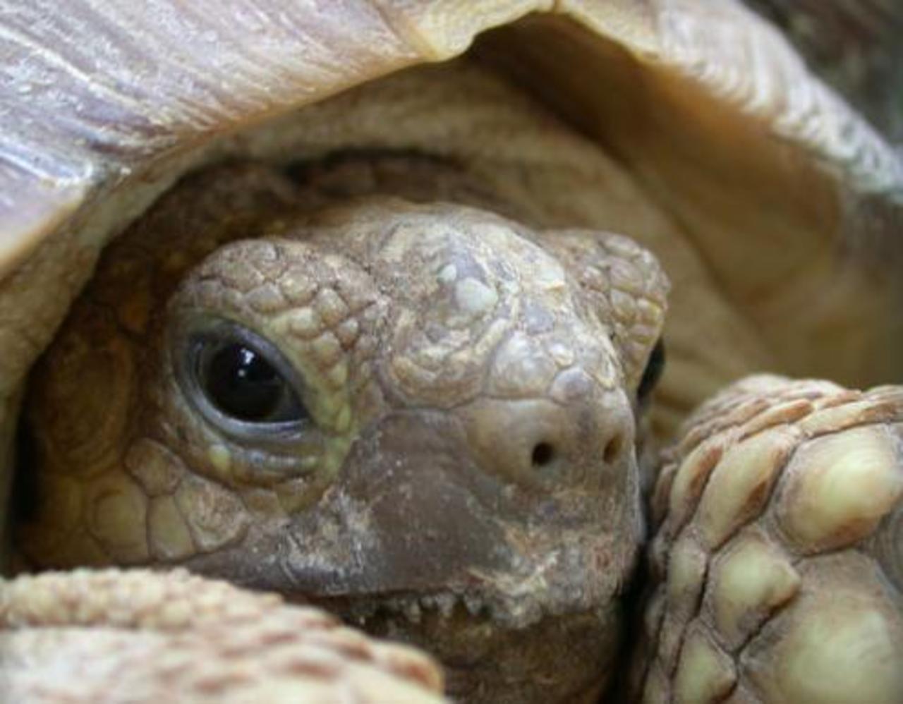 фото: animal.ru