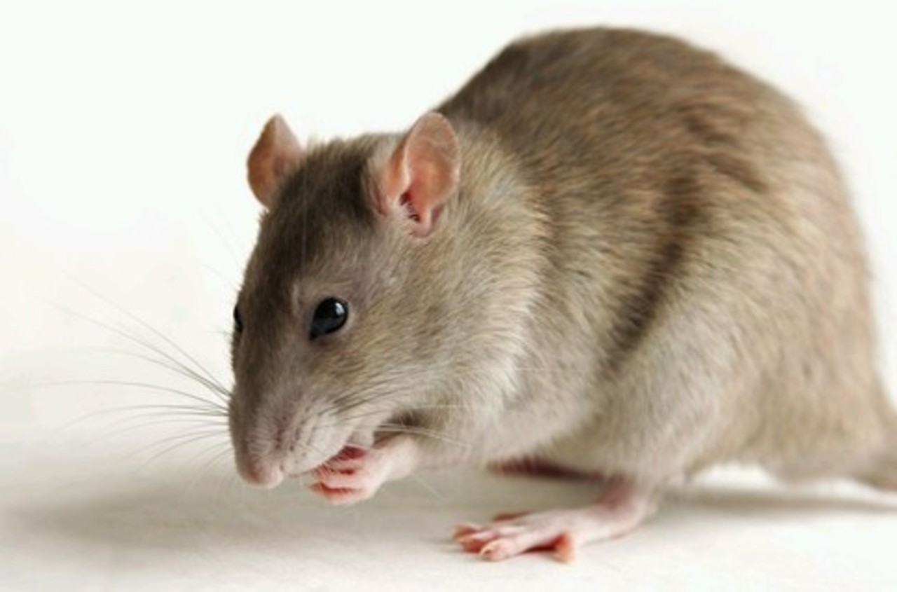 foto: pcavia.ru